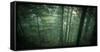 Temperate Rainforest of Western Washington-Steven Gnam-Framed Stretched Canvas