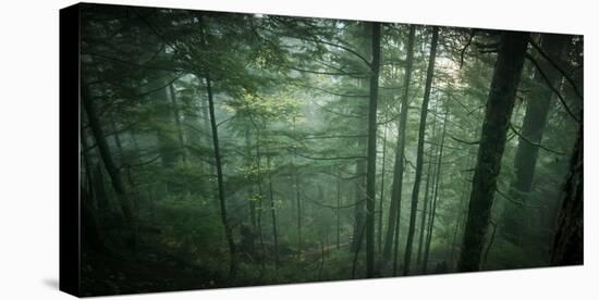 Temperate Rainforest of Western Washington-Steven Gnam-Stretched Canvas