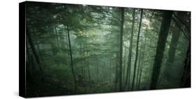 Temperate Rainforest of Western Washington-Steven Gnam-Stretched Canvas