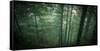 Temperate Rainforest of Western Washington-Steven Gnam-Framed Stretched Canvas