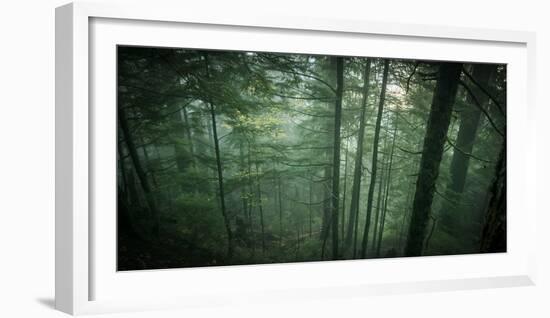 Temperate Rainforest of Western Washington-Steven Gnam-Framed Photographic Print