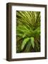 Temperate Rainforest With Vine Maple (Acer Circinatum) And Fern-Bertie Gregory-Framed Photographic Print