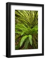 Temperate Rainforest With Vine Maple (Acer Circinatum) And Fern-Bertie Gregory-Framed Photographic Print