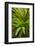 Temperate Rainforest With Vine Maple (Acer Circinatum) And Fern-Bertie Gregory-Framed Photographic Print