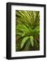 Temperate Rainforest With Vine Maple (Acer Circinatum) And Fern-Bertie Gregory-Framed Photographic Print