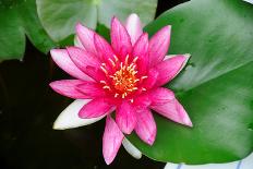 Water Lily and Koi-tempestz-Photographic Print