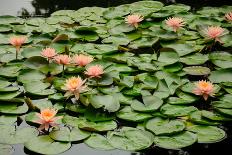 Water Lily and Koi-tempestz-Photographic Print