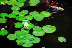 Water Lily and Koi-tempestz-Photographic Print
