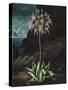 Temple of Flora II-Robert Thornton-Stretched Canvas