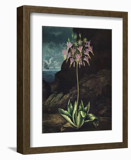 Temple of Flora II-Robert Thornton-Framed Art Print