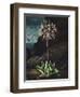 Temple of Flora II-Robert Thornton-Framed Art Print