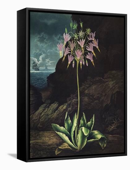 Temple of Flora II-Robert Thornton-Framed Stretched Canvas