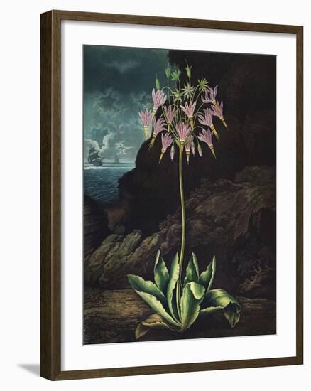 Temple of Flora II-Robert Thornton-Framed Art Print