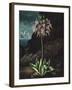 Temple of Flora II-Robert Thornton-Framed Art Print