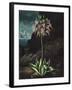 Temple of Flora II-Robert Thornton-Framed Art Print