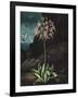 Temple of Flora II-Robert Thornton-Framed Art Print