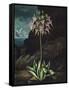 Temple of Flora II-Robert Thornton-Framed Stretched Canvas