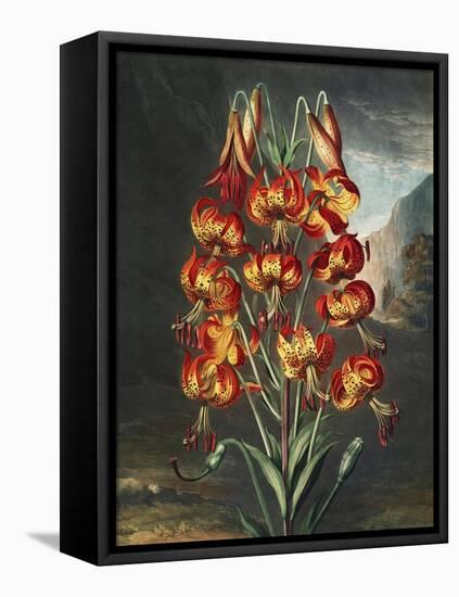 Temple of Flora III-Robert Thornton-Framed Stretched Canvas