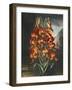 Temple of Flora III-Robert Thornton-Framed Art Print