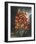 Temple of Flora III-Robert Thornton-Framed Art Print