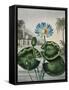 Temple of Flora IX-Robert Thornton-Framed Stretched Canvas