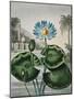 Temple of Flora IX-Robert Thornton-Mounted Art Print