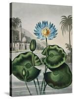 Temple of Flora IX-Robert Thornton-Stretched Canvas