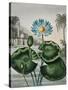 Temple of Flora IX-Robert Thornton-Stretched Canvas