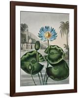 Temple of Flora IX-Robert Thornton-Framed Art Print