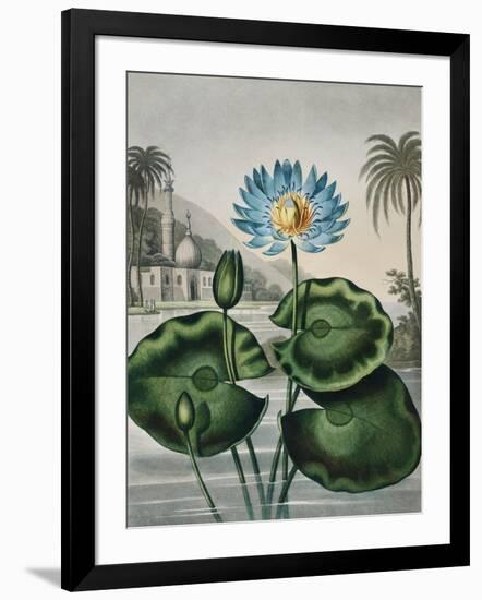 Temple of Flora IX-Robert Thornton-Framed Art Print