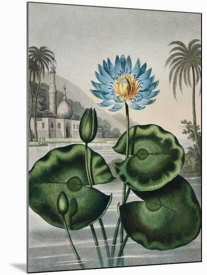 Temple of Flora IX-Robert Thornton-Mounted Art Print