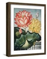 Temple of Flora V-Robert Thornton-Framed Art Print