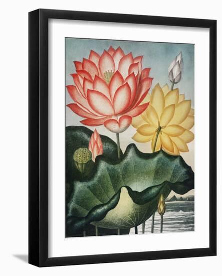 Temple of Flora V-Robert Thornton-Framed Art Print