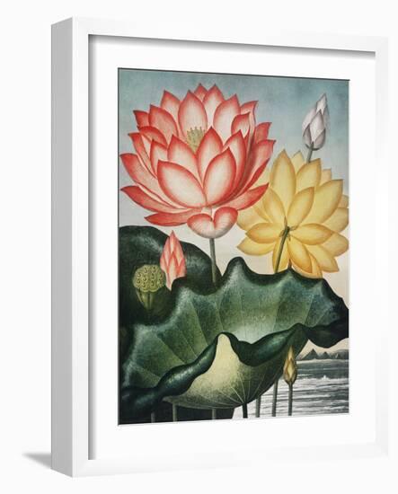Temple of Flora V-Robert Thornton-Framed Art Print