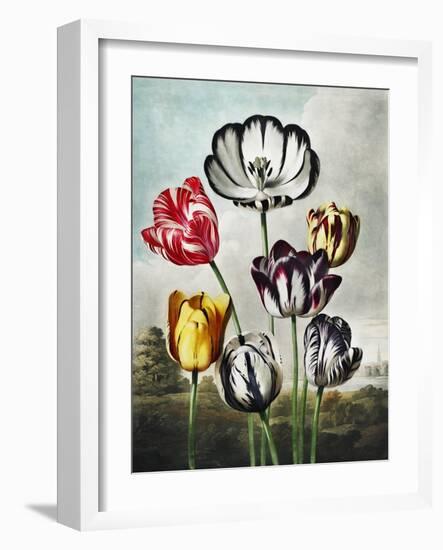 Temple of Flora VI-Robert Thornton-Framed Art Print