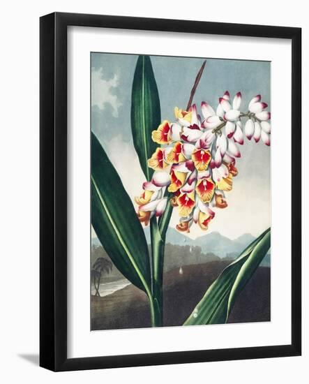 Temple of Flora VII-Robert Thornton-Framed Art Print