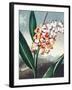 Temple of Flora VII-Robert Thornton-Framed Art Print