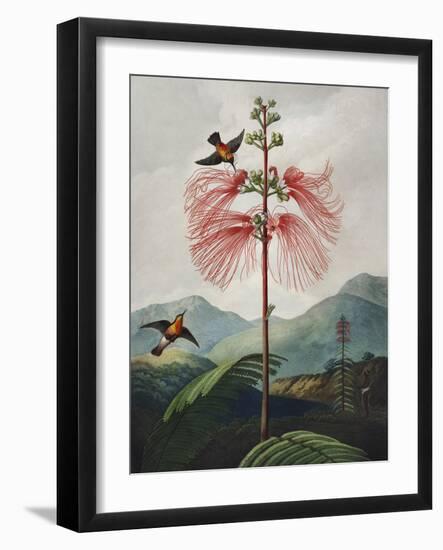 Temple of Flora VIII-Robert Thornton-Framed Art Print