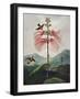 Temple of Flora VIII-Robert Thornton-Framed Art Print