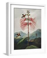 Temple of Flora VIII-Robert Thornton-Framed Art Print