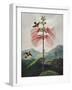 Temple of Flora VIII-Robert Thornton-Framed Art Print