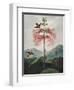 Temple of Flora VIII-Robert Thornton-Framed Art Print