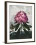 Temple of Flora X-Robert Thornton-Framed Art Print