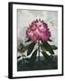 Temple of Flora X-Robert Thornton-Framed Art Print