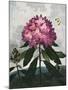 Temple of Flora X-Robert Thornton-Mounted Art Print