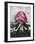 Temple of Flora X-Robert Thornton-Framed Art Print