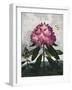 Temple of Flora X-Robert Thornton-Framed Art Print