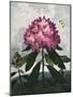 Temple of Flora X-Robert Thornton-Mounted Art Print