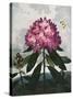 Temple of Flora X-Robert Thornton-Stretched Canvas