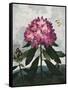 Temple of Flora X-Robert Thornton-Framed Stretched Canvas
